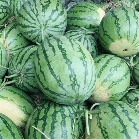 Pico Agriviet Products Fruit Red Seedless Watermelon