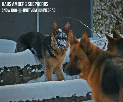 Why Does The German Shepherd Love Snow German Shepherd Breeder