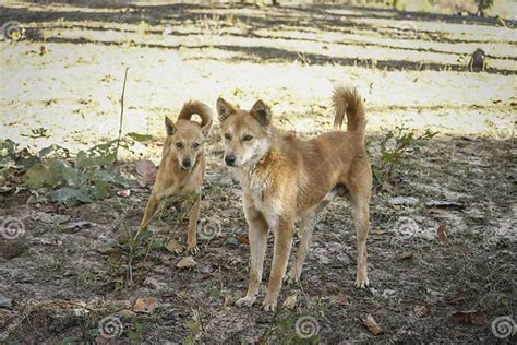 Wild Dogs Of India Stock Image Image Of Wild Outdoors 170376721