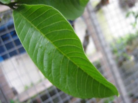 Minum teh daun jambu biji merupakan solusi bagi penderita diare. Agriculture: Khasiat daun jambu biji ( Efficacy of guava ...