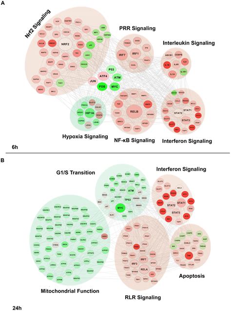 Functional Characterization Of Genes Differentially Expressed By Denv2