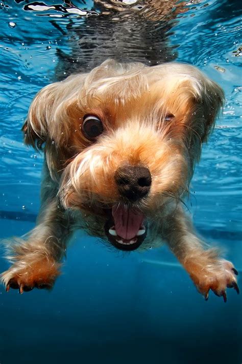 Beagle, hund, tiere, hunde, süß, süßer beagle, glücklich, beagles, cartoon, cartoon hund, haustiere, haustier, haustier hund, beagle liebhaber, tierliebhaber, schlaf, faul, entspannen. Diving dogs | Süßeste haustiere, Unterwasser hunde ...