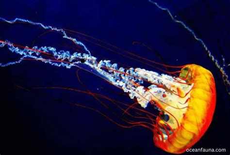 How Do Jellyfish Move Fascinating Reality Ocean Fauna