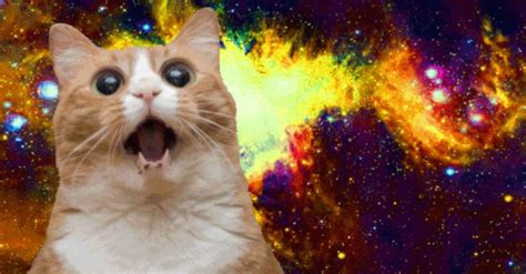 15 Best Cat Memes Ever