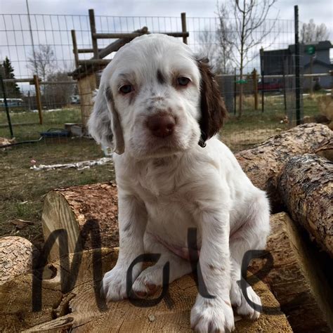 nkc registered llewellin setter puppies laramie wyoming dogs copy  show ad buy