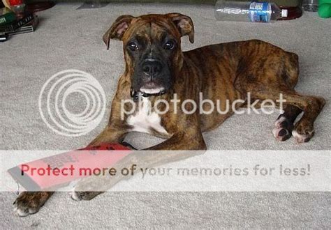 Help My Dog Looks Like He Has A Rash Warning Pic Of Rear Boxer Forum