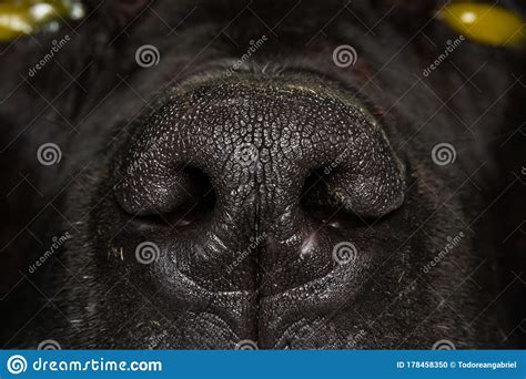 Close Up Photo Of A Black Dog Nose Stock Photo Image Of Canine Close