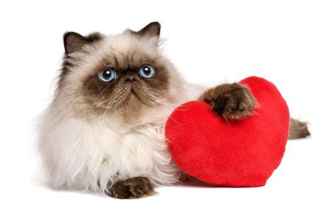 20 Cats Who Want To Be Your Valentine This Valentines Day Pictures Cattime Valentines Day