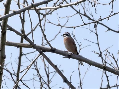 Birding Japan Kanazawa Fathersonbirding