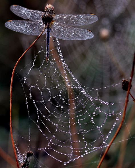 Free Photo Dragonfly Dew Spider Web Morning Insecta Drops Nature
