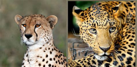 Cual Es La Diferencia Entre Jaguar Y Leopardo - Esta Diferencia