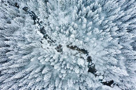 Winter Forest Aerial View Snowy And Frosty Forest From Above Stock