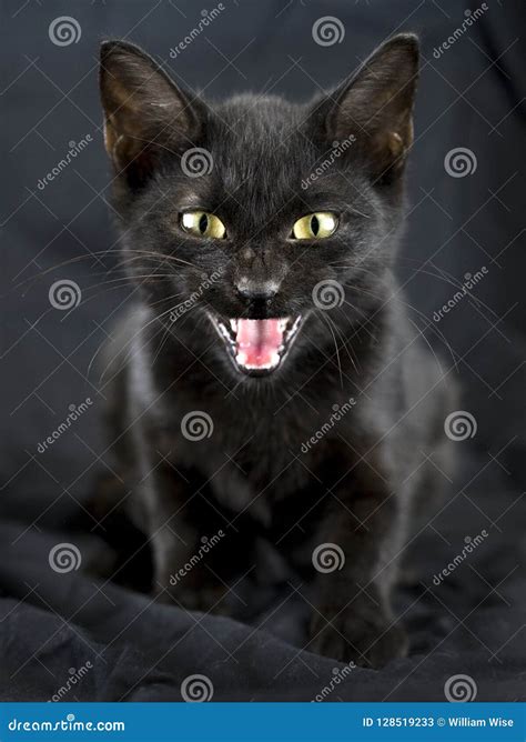 Scary Black Cat Stock Image Image Of Witches Kitten 128519233