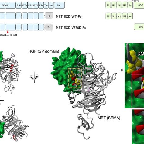Structures Of Hepatocyte Growth Factor Hgf And The Met Receptor A