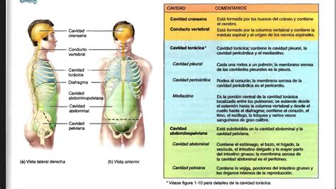 Fisiologia Planimetria Y Sistema Cardiovascular Terminos Direccionales