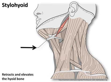 Stylohyoid Muscles Of The Upper Extremity Visual Atlas Flickr