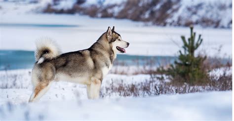 Alaskan Malamute Allt Du Behöver Veta Om Hundrasen Doy
