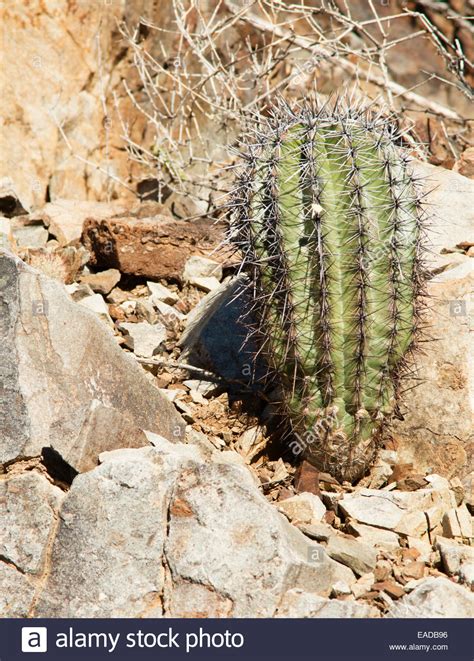 Saguaros Cactus High Resolution Stock Photography And Images Alamy