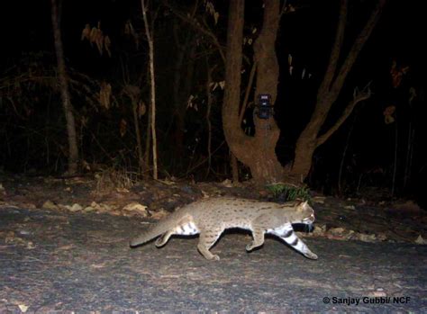 Chance Encounters With Cameras Throw New Light On Indias Rusty Spotted