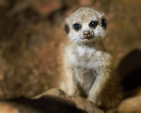 Meerkat Young Baby · Free Photo On Pixabay