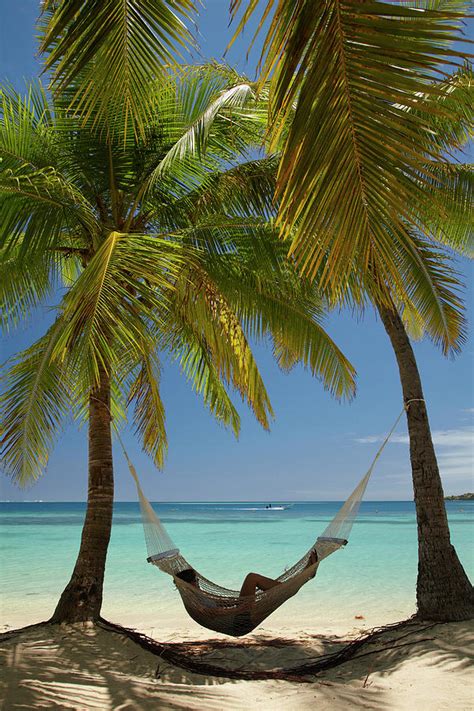 Hammock And Palm Trees Plantation Photograph By David Wall Pixels