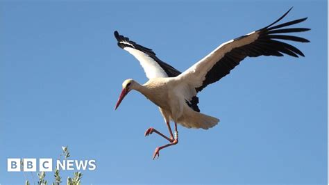 Storks Shun Migration For Junk Food Bbc News