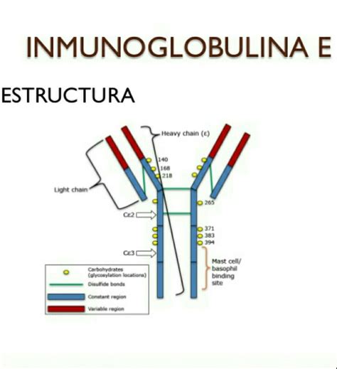 O Que é Ige Imunoglobulina E