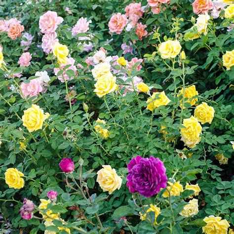 Summer Scent Rose Trio Shop Roses Spring Hill Nurseries