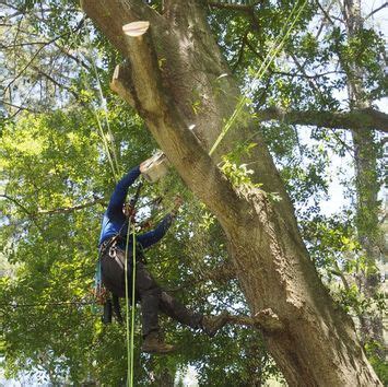 However, to save money, consider doing this yourself with diy tree spikes. Classic City Arborists LLC - Locally Family Owned and ...