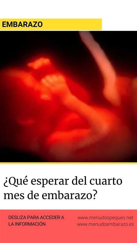Cuarto Mes De Embarazo Embarazo Etapas Del Embarazo Trimestres Embarazo