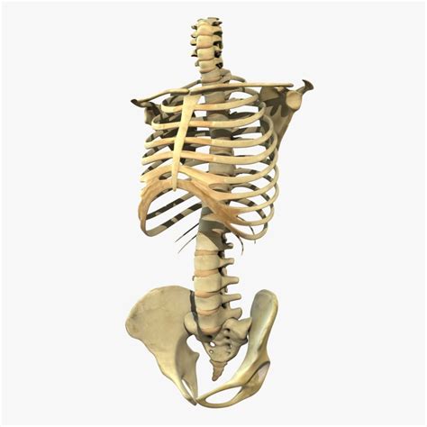 Human Torso Detailed Skeleton 3d Model Cgtrader