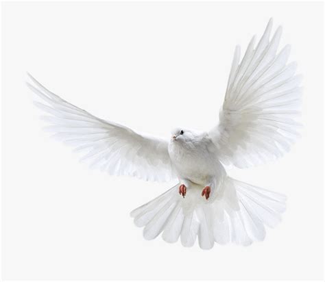 White Flying Dove Png Free Transparent Clipart Clipartkey