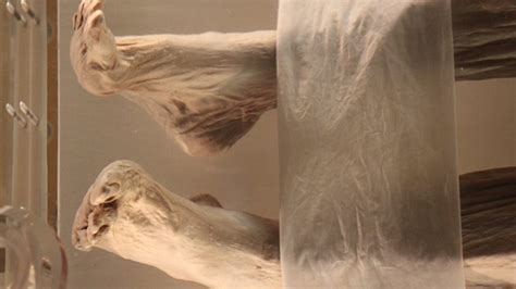 Meet Xin Zhui The Most Well Preserved Mummified Body In History