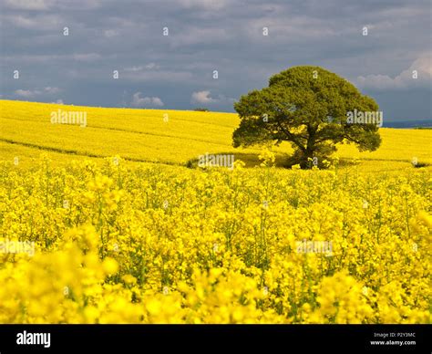 Bright Yellow Rapeseed Canola Field In Full Bloom Ready For Harvest