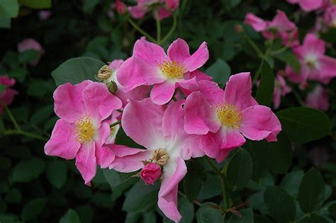 Nearly Wild Rose Rosa Nearly Wild In Edmonton Spruce Grove Leduc St Albert Stony Plain