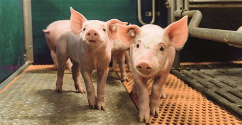 Acidifiers Support Piglets After Weaning Ew Nutrition