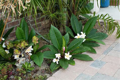 Interesting Ground Cover Option Tropical Looking Plants Other Than