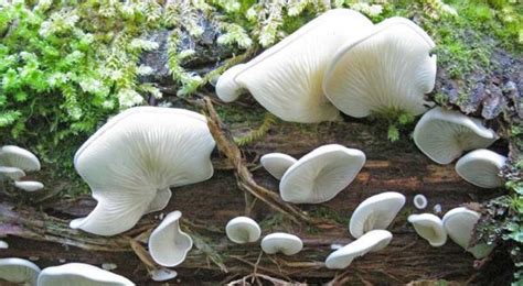 Top 10 Most Poisonous Mushrooms In The World