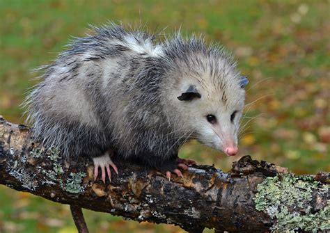 Virginia Opossum Frequent Questions Welcome Wildlife