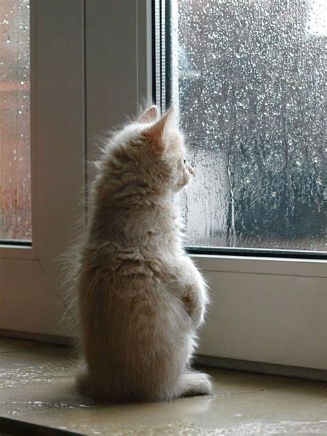 The text of the story is not homogeneous: Kitten watching rain | Cute animals, Kittens, Cats and kittens