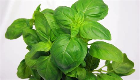 Generally, 1 inch of water per week is enough for basil. Why Is Your Basil Plant Turning Brown? | Garden Guides