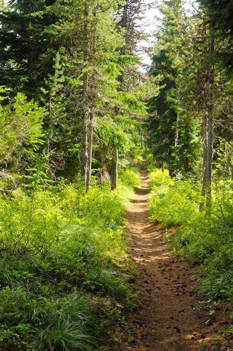 Evergreen Forest Path Stock Image Image Of Tree Wilderness 32664165
