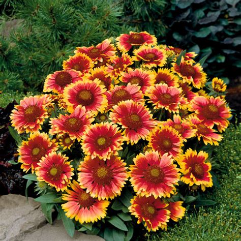 Maybe you would like to learn more about one of these? Gaillardia Seeds - 10 Gaillardias - Perennial Flower Seeds
