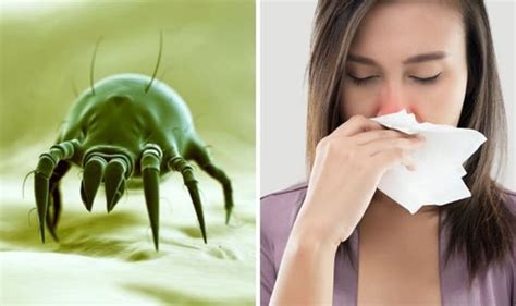 How To Get Rid Of Dust Mites Uk