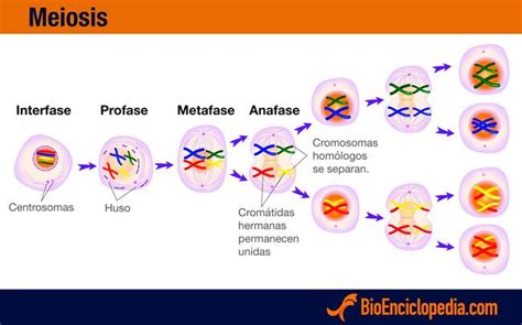 Reproducción Celular Tipos Y Fases Meiosis Cell Division Teaching