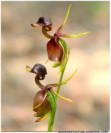 Bunga ini sangat cantik dan memiliki aroma yang harum. Open Minda: Cantik Bunga Orkid Yang Sangat Unik Menyerupai ...