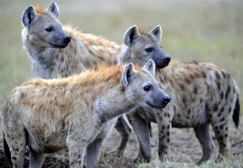 Interesting Facts About Hyenas Just Fun Facts