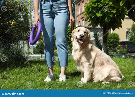 Woman Walking Golden Retriever Dog In Sunny Park Closeup Stock Photo