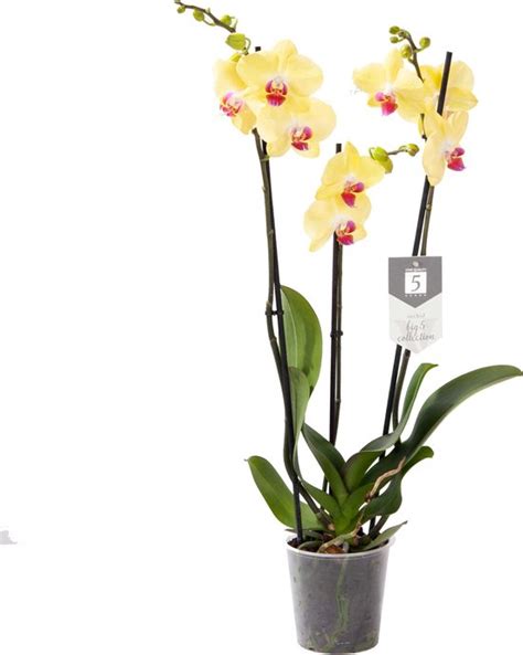 Orchidee Van Botanicly Vlinder Orchidee Hoogte 60 Cm 3 Takken