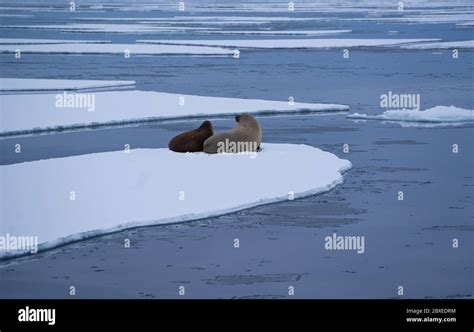 Walrus Mother With Young Pup Together On An Sea Ice Floe In Billefjord